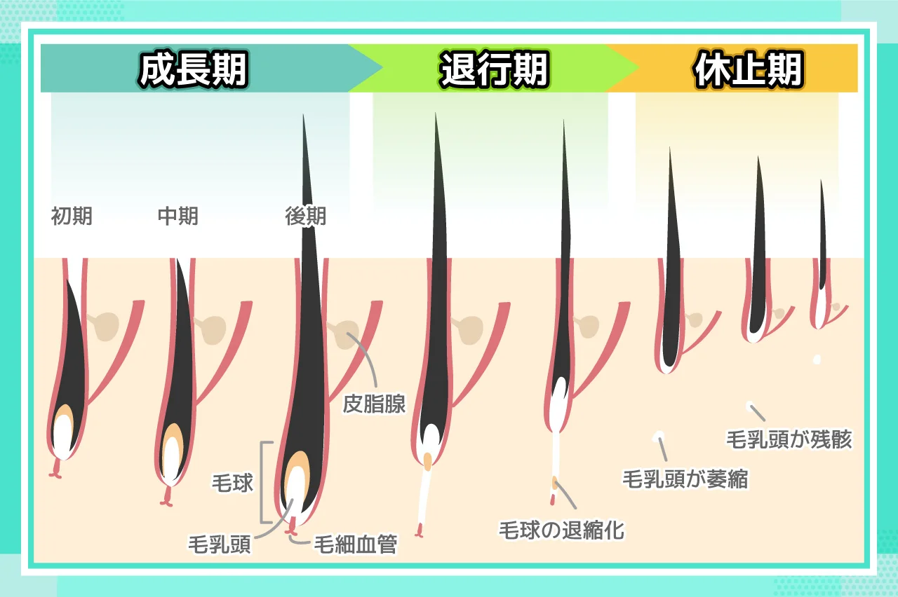 メンズ　医療脱毛　周期